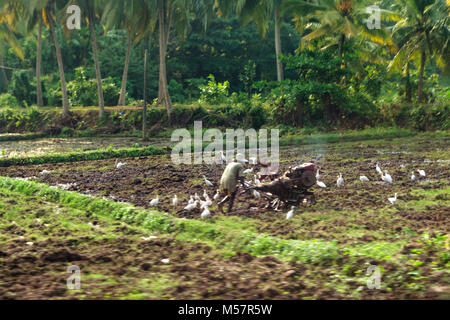 Verschwommenes Foto in Bewegung - Sri Lanka Bauer in alten bäuerlichen Kleidung Verarbeitung seinen Reis Feld mit einem alten Moto-Pflug. Um seinen Go white heron, wachsen Pa Stockfoto