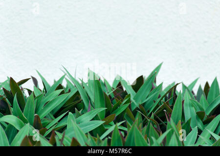 Leere Platz für Text-weiße Farbe Wand auf dem Hintergrund der Dicke grüne Blätter Muster. Natürliche abstrakte Banner Design. Stockfoto