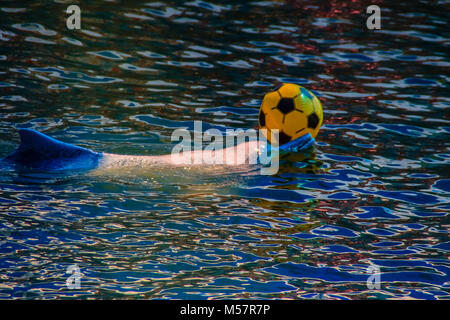 Cute Dolphin ist Ball spielen und Tanzen zeigt in den Pool. Stockfoto