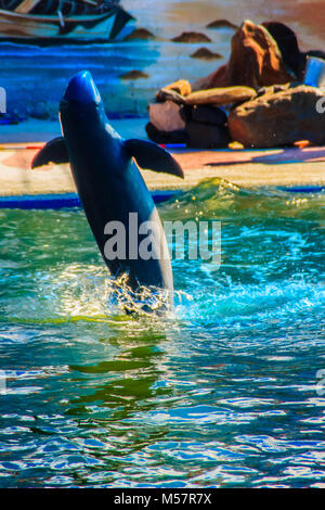 Cute Irrawaddy-delfine (Orcaella brevirostris) ist schwimmend im Wasser und springen in die Luft in der Dolphin zeigt. Stockfoto