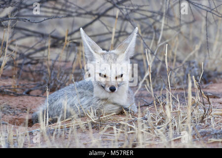 Cape Fox (Vulpes chama), erwachsene Frau in der Dämmerung, alert Lügen, Kgalagadi Transfrontier Park, Northern Cape, Südafrika, Afrika Stockfoto