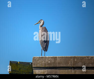 Graureiher Ardea cinerea, stehend auf einem wod Dach am Flussufer Stockfoto