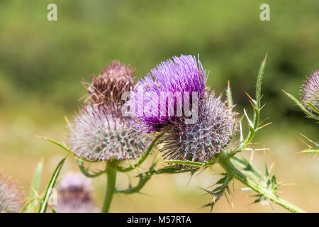 Rosa Mariendistel Blume in voller Blüte im Sommer Stockfoto