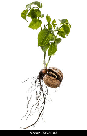 Sprout eines jungen Nussbaum, auf weißem Hintergrund Stockfoto