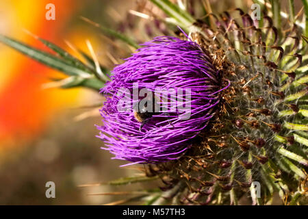 Nahaufnahme des Onopordum acanthium, Baumwolle Distel, Scotch Thistle in voller Blüte Stockfoto