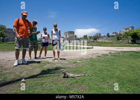 Touristen können sich einen lizzard vor Ruinen der Maya, Tulum archäologische Zone, Tulum, Riviera Maya, Quintana Roo, Yucatan, Mexiko, der Karibik Stockfoto