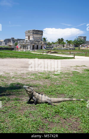 Lizzard vor Ruinen der Maya, Tulum archäologische Zone, Tulum, Riviera Maya, Quintana Roo, Yucatan, Mexiko, der Karibik Stockfoto