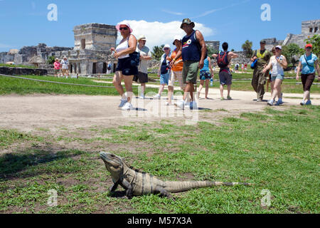 Touristen können sich einen lizzard vor Ruinen der Maya, Tulum archäologische Zone, Tulum, Riviera Maya, Quintana Roo, Yucatan, Mexiko, der Karibik Stockfoto