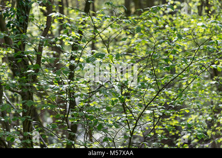 Frisches Grün auf einem Hazel tree in Englisch Wald im Frühling. Stockfoto