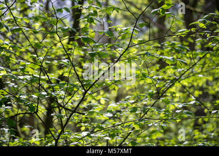 Frisches Grün auf einem Hazel tree in Englisch Wald im Frühling. Stockfoto