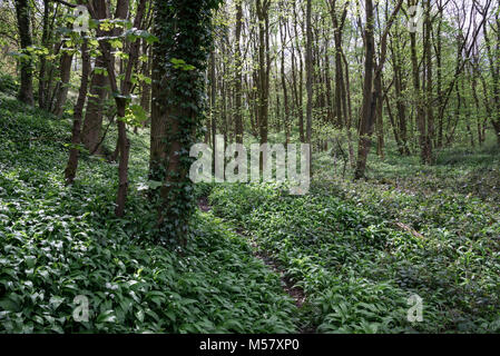 Masse der wilde Knoblauch (Bärlauch) wachsende in Englisch Wald im Frühling. Tom Wood, Charlesworth, Derbyshire, England. Stockfoto