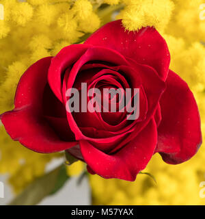 Rote Rose und Mimosa Blumen für Tag der Frauen Stockfoto