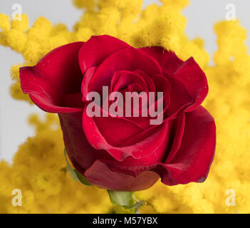 Rote Rose und Mimosa Blumen für Tag der Frauen Stockfoto