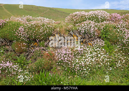 Trockenmauer - Cornwall Stockfoto