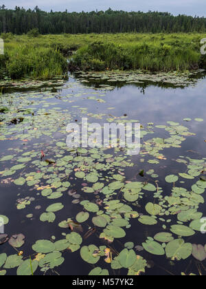 Lily Pads, Spruce Bog Boardwalk, Algonquin Provincial Park, Ontario, Kanada. Stockfoto