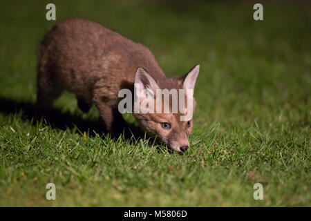 Nahaufnahme eines niedlichen Rotfuchsjungen (Vulpes vulpes), isoliert auf Rasen in einem städtischen, britischen Garten in der Nacht. Neugieriges Junges schnüffelnd Gras. Stockfoto