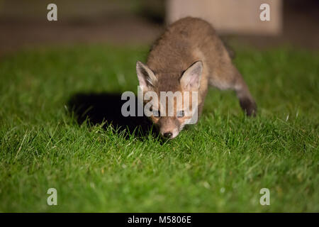 Nahaufnahme des Rotfuchsjungen (Vulpes vulpes) isoliert auf Rasen in städtischen, britischen Garten in der Nacht. Neugierig niedlichen Tier schnüffeln Gras. Stockfoto