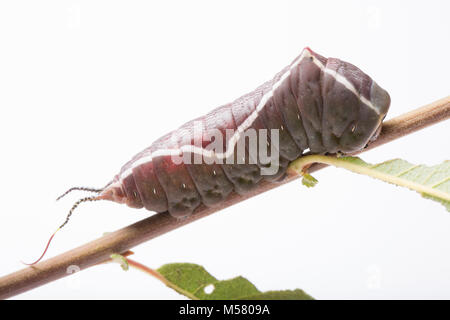 Puss Moth Raupen, Cerura vinula, Drehen von grün bis braun kurz vor pupating. Studio bild North Dorset England UK GB Stockfoto