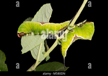 Zwei Puss Moth Raupen, Cerura vinula, auf einem schwarzen Hintergrund, North Dorset England UK GB Stockfoto