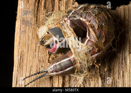 Eine Puss Moth caterpillar Beginn seines Cocoon, studio Bild North Dorset England UK zu machen Stockfoto