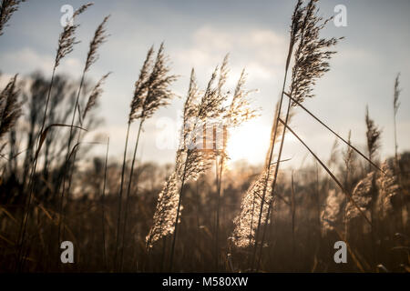 Detail von Schilf im Gegenlicht der Abendsonne. Stockfoto