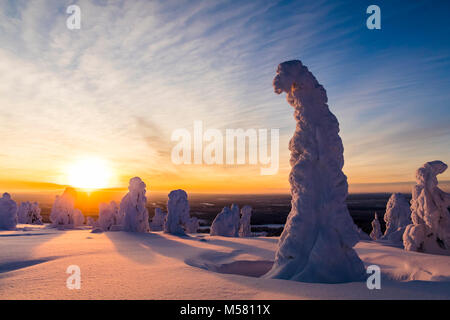 Verschneite Bäume im finnischen Lappland Stockfoto