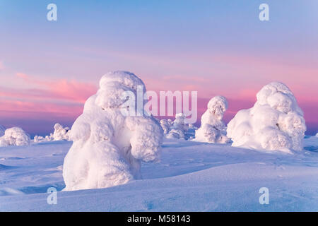 Verschneite Bäume im finnischen Lappland Stockfoto