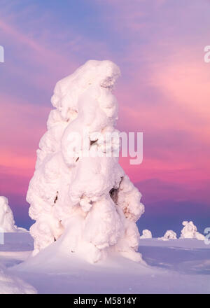 Verschneite Bäume im finnischen Lappland Stockfoto