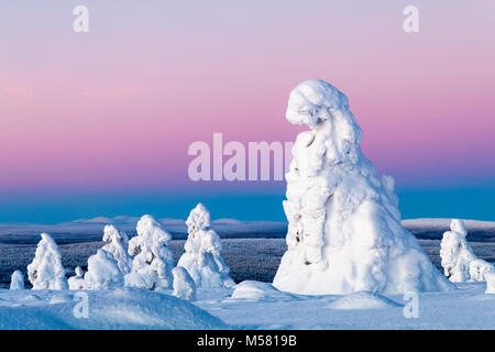 Verschneite Bäume im finnischen Lappland Stockfoto