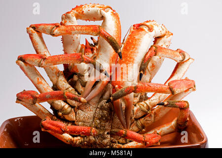 Gekochte Seespinne, Maja squinado, die in einer Dropdown-Liste Net, Dorset England UK GB gefangen wurde Stockfoto