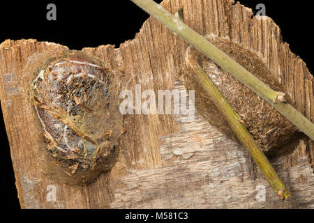 Eine Puss Moth caterpillar Beginn seines Cocoon neben einer vor kurzem eine am rechten, North Dorset England UK zu machen Stockfoto