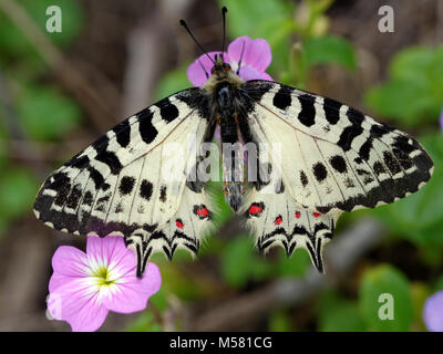 Allancastria cerisyi, Eastern Festoon Schmetterling auf einer Blume in Dilek Nationalpark, Türkei. Selektiver Fokus auf den Schmetterling Stockfoto