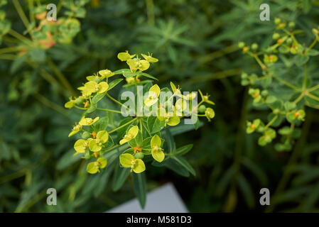 Euphorbia schillingii Stockfoto