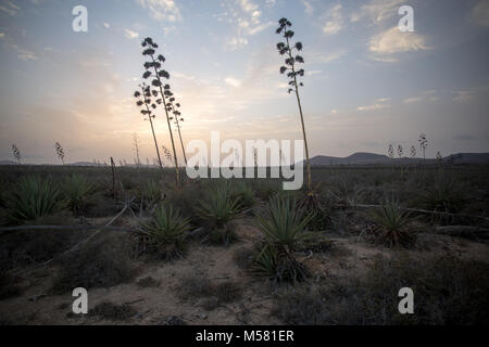 Aloe Vera Pflanzen in den Sonnenuntergang in der Nähe von Lajares, Fuerteventura, Spanien, Europa, Afrika. Stockfoto