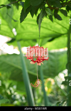 Hibiscus schizopetalus Stockfoto