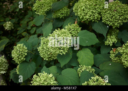 Hydrangea arborescence Stockfoto