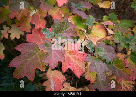 Hydrangea quercifolia Stockfoto