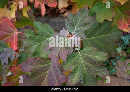 Hydrangea quercifolia Stockfoto