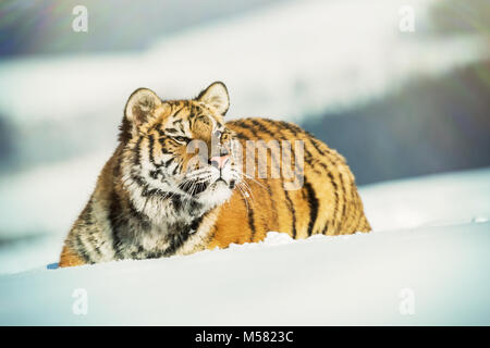 Sibirische Tiger im Winter Taiga. Sibirische Tiger im Schnee liegen in einem Winter Taiga. Tiger in freier Wildbahn winter natur. Gefahr Tier.. Schneeflocke mit Wunder Stockfoto