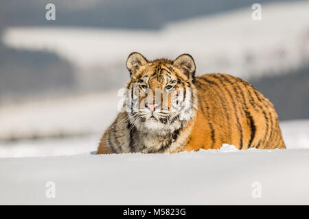 Sibirische Tiger im Winter Taiga. Sibirische Tiger im Schnee liegen in einem Winter Taiga. Tiger in freier Wildbahn winter natur. Gefahr Tier.. Schneeflocke mit Wunder Stockfoto