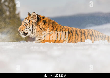 Sibirische Tiger im Winter Taiga. Sibirische Tiger im Schnee liegen in einem Winter Taiga. Tiger in freier Wildbahn winter natur. Gefahr Tier.. Schneeflocke mit Wunder Stockfoto