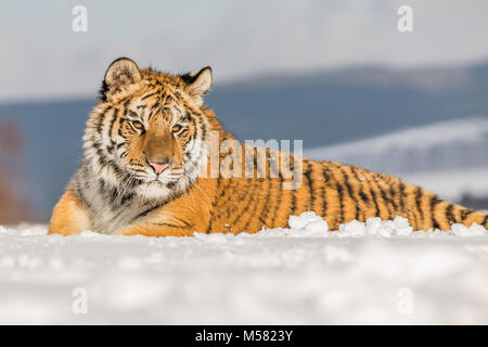 Sibirische Tiger im Winter Taiga. Sibirische Tiger im Schnee liegen in einem Winter Taiga. Tiger in freier Wildbahn winter natur. Gefahr Tier.. Schneeflocke mit Wunder Stockfoto