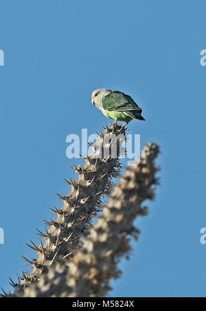 Graue Lovebird (Agapornis canus ablectaneus) erwachsenen männlichen auf Octus Baum gehockt, madagassischen Endemisch Parc Mosa, Ifaty, Madagaskar November Stockfoto