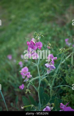 Lathyrus sylvestris Stockfoto