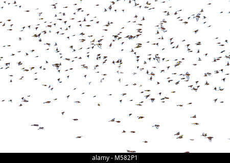 Vögel fliegen in der düsteren Himmel, Wildlife, Tiere Stockfoto