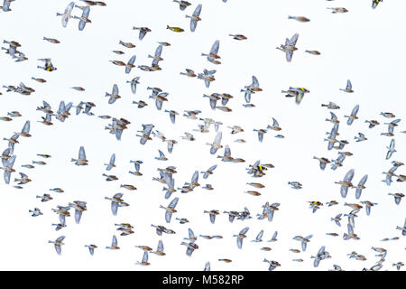 Schwarm Vögel mit einem hellen Federn fliegen runter, Wildlife, Tiere Stockfoto