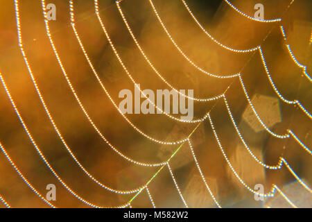 Halskette Spinnennetz und Tautropfen, Texturen und Hintergründe Stockfoto