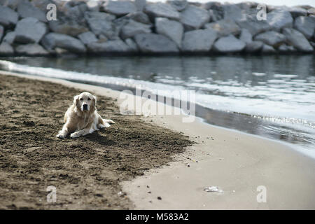 Labrador auf dem Strand, Neapel, Italien Stockfoto