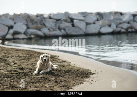 Labrador auf dem Strand, Neapel, Italien Stockfoto