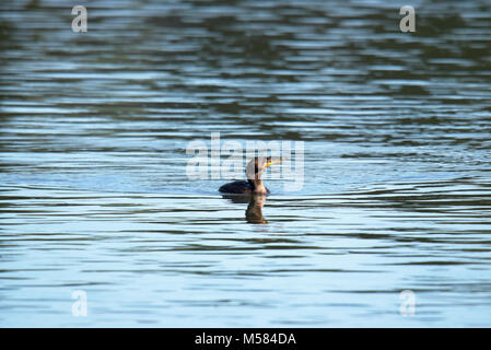 Kormoran schwimmen im Fluss Stockfoto